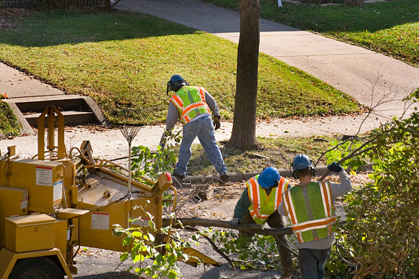 The Steps Involved in Our Tree Care Process in Claypool Hill, VA